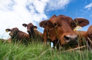 grazing-cattle-can-reduce-agricultures-carbon-footprint